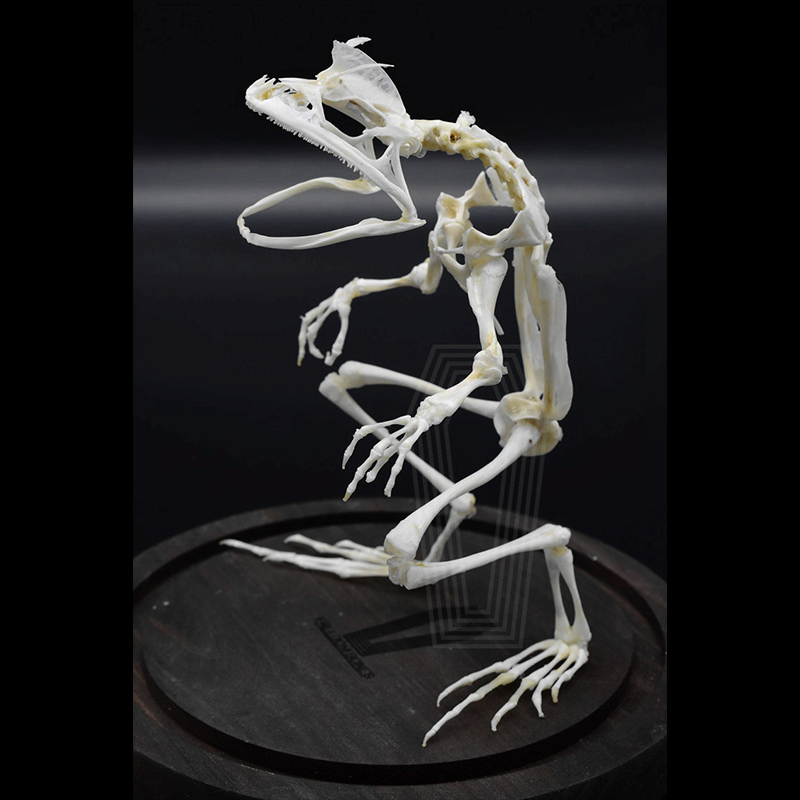 2035 Erect Ranidae Ossuary Sculpture Occult Zoology Display Symbolic Vocalization Craftsmanship Artistry Mythical Batrachian