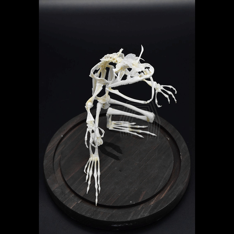 2035 Erect Ranidae Ossuary Sculpture Occult Zoology Display Symbolic Vocalization Craftsmanship Artistry Mythical Batrachian