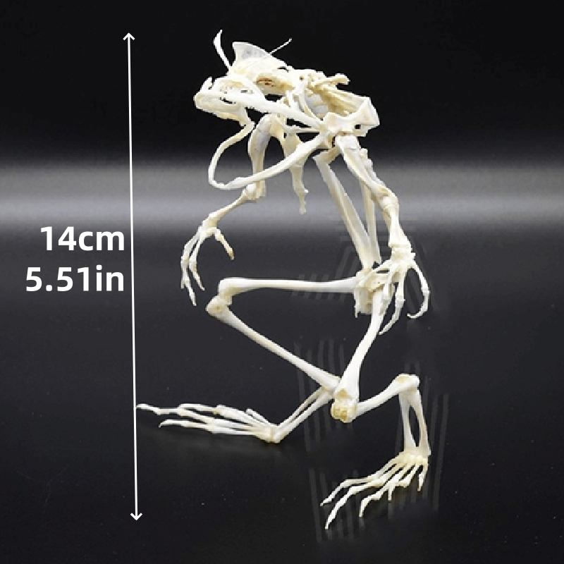 2035 Erect Ranidae Ossuary Sculpture Occult Zoology Display Symbolic Vocalization Craftsmanship Artistry Mythical Batrachian