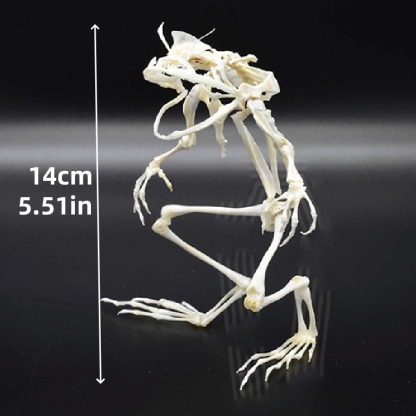 2035 Erect Ranidae Ossuary Sculpture Occult Zoology Display Symbolic Vocalization Craftsmanship Artistry Mythical Batrachian