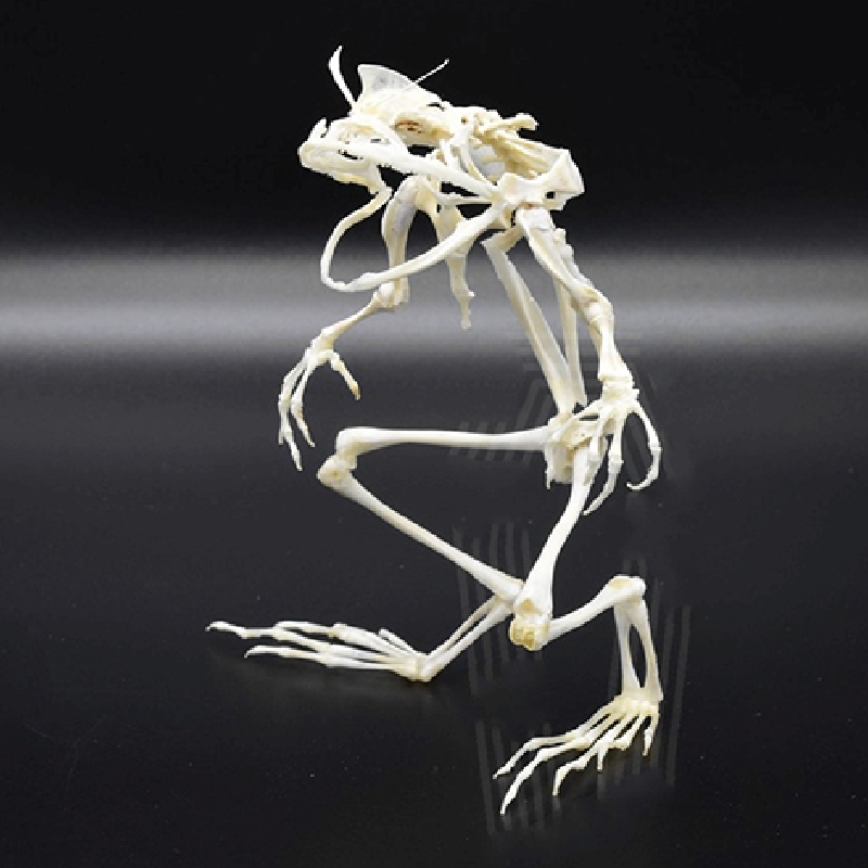 2035 Erect Ranidae Ossuary Sculpture Occult Zoology Display Symbolic Vocalization Craftsmanship Artistry Mythical Batrachian