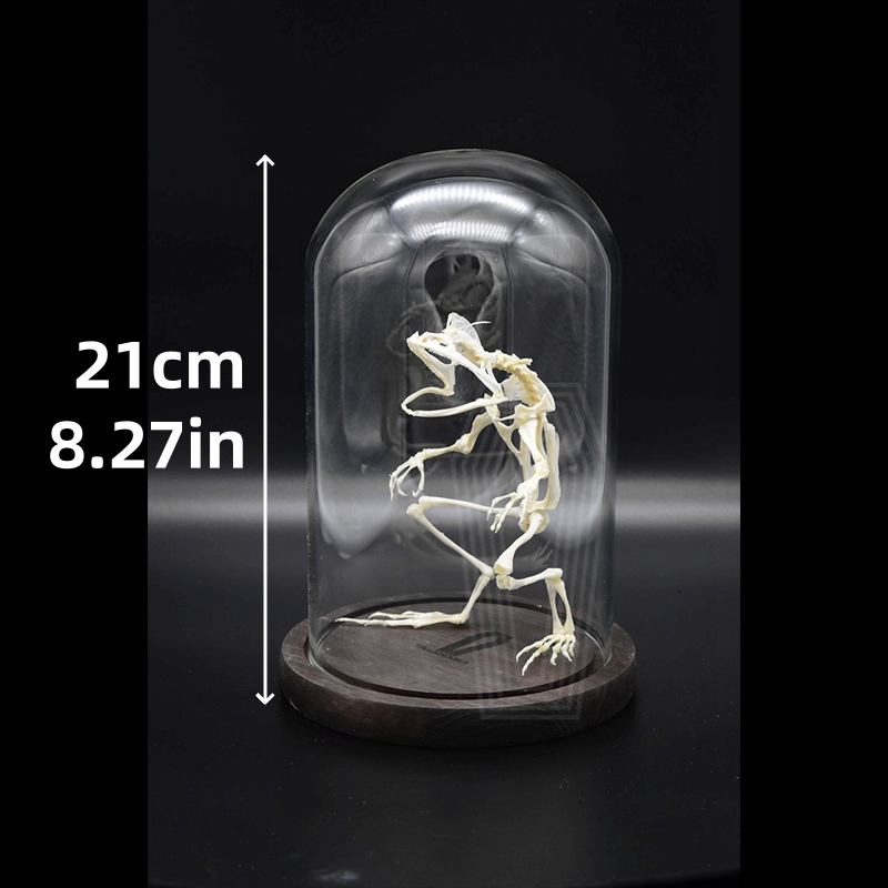 2035 Erect Ranidae Ossuary Sculpture Occult Zoology Display Symbolic Vocalization Craftsmanship Artistry Mythical Batrachian