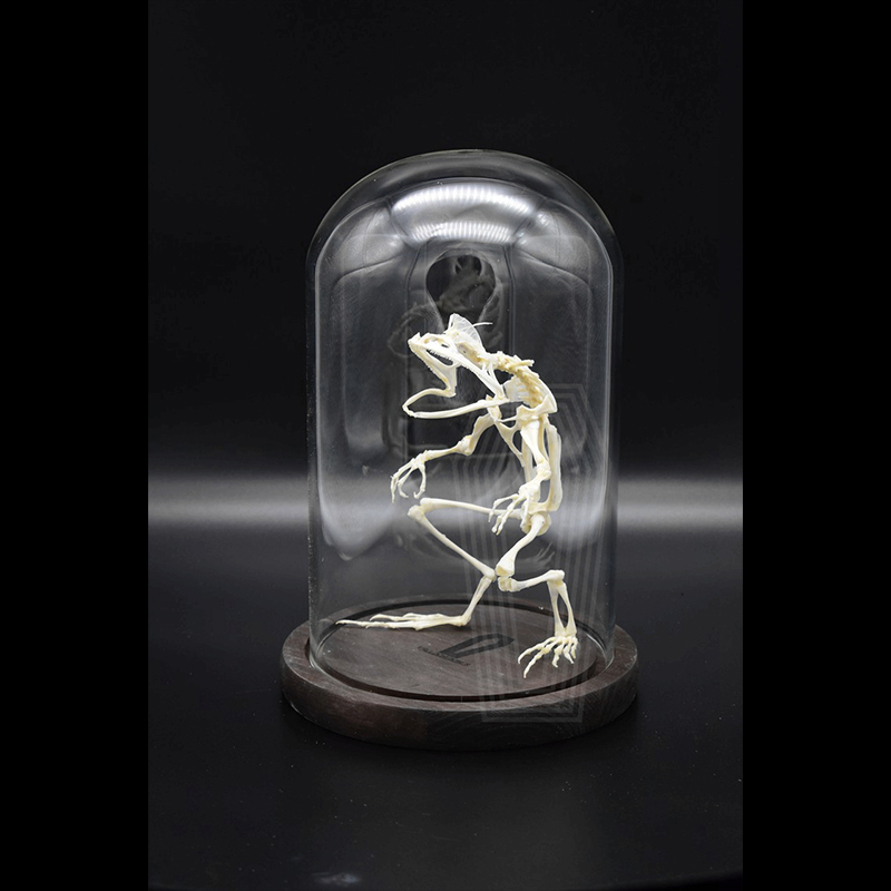 2035 Erect Ranidae Ossuary Sculpture Occult Zoology Display Symbolic Vocalization Craftsmanship Artistry Mythical Batrachian