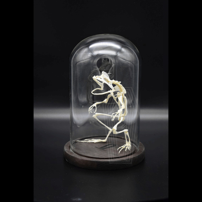 2035 Erect Ranidae Ossuary Sculpture Occult Zoology Display Symbolic Vocalization Craftsmanship Artistry Mythical Batrachian