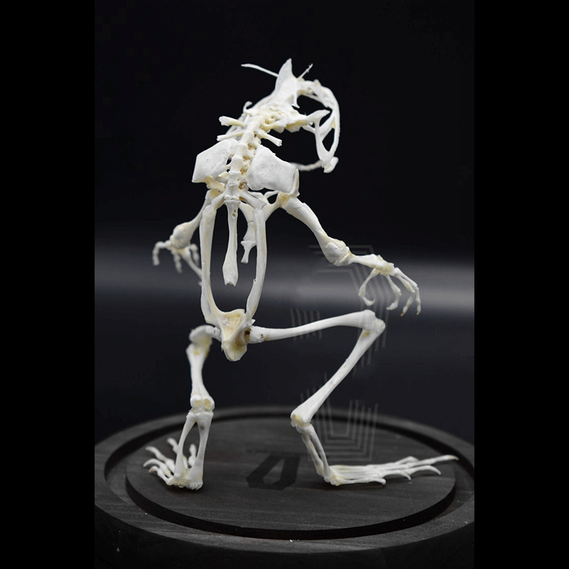 2035 Erect Ranidae Ossuary Sculpture Occult Zoology Display Symbolic Vocalization Craftsmanship Artistry Mythical Batrachian