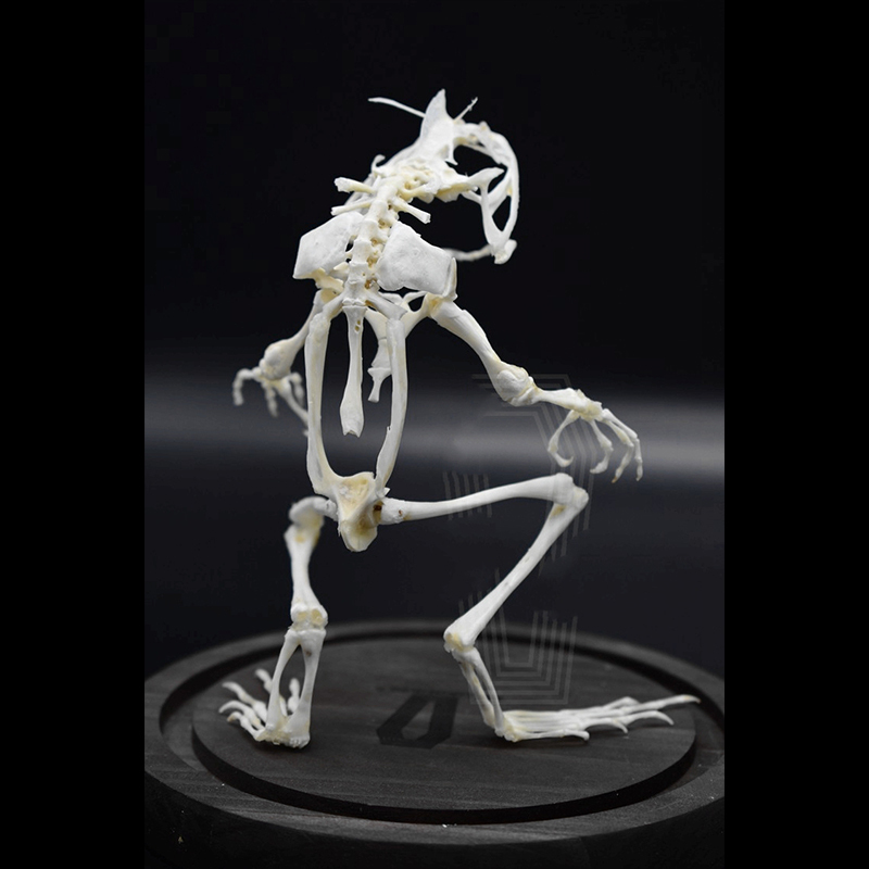 2035 Erect Ranidae Ossuary Sculpture Occult Zoology Display Symbolic Vocalization Craftsmanship Artistry Mythical Batrachian