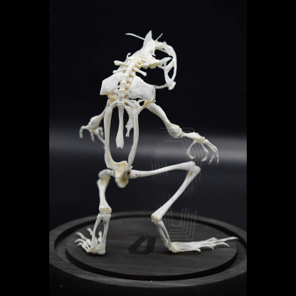 2035 Erect Ranidae Ossuary Sculpture Occult Zoology Display Symbolic Vocalization Craftsmanship Artistry Mythical Batrachian