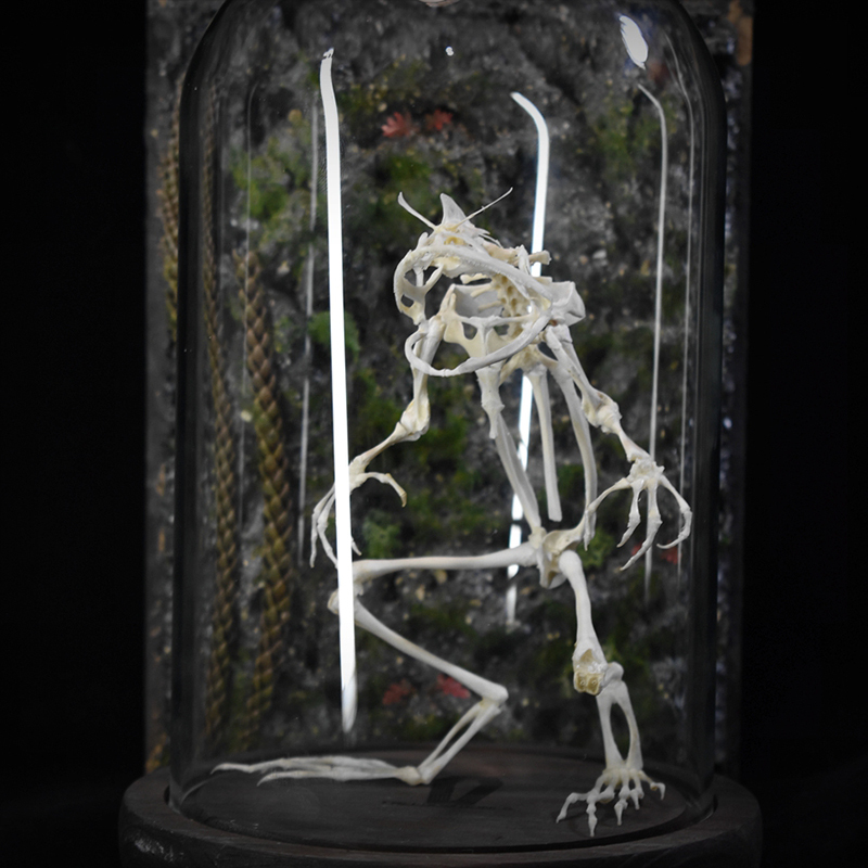 2035 Erect Ranidae Ossuary Sculpture Occult Zoology Display Symbolic Vocalization Craftsmanship Artistry Mythical Batrachian