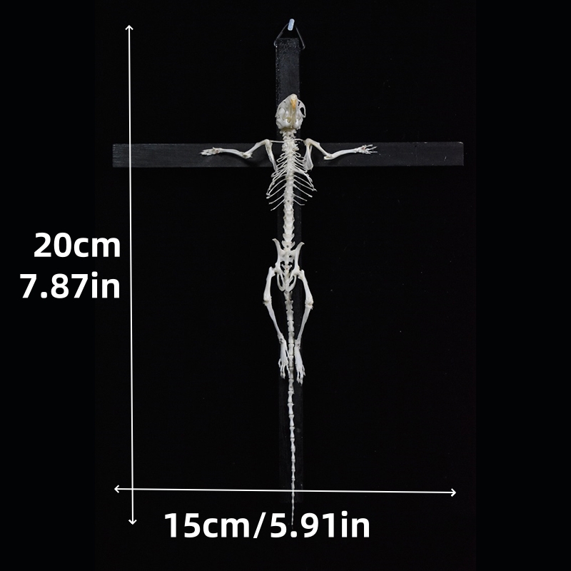 2025 Taxidermy Cruciform Rodent Skeletal Art Gothic Altar Relic Victorian Biology Study Bone Configuration Replica Pilgrim Mouse Ossuary