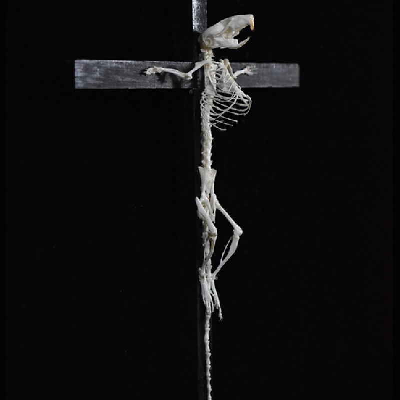 2025 Taxidermy Cruciform Rodent Skeletal Art Gothic Altar Relic Victorian Biology Study Bone Configuration Replica Pilgrim Mouse Ossuary