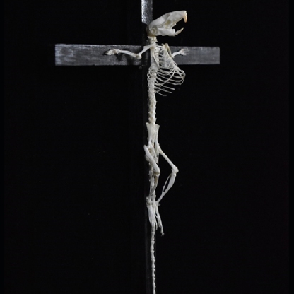 2025 Taxidermy Cruciform Rodent Skeletal Art Gothic Altar Relic Victorian Biology Study Bone Configuration Replica Pilgrim Mouse Ossuary