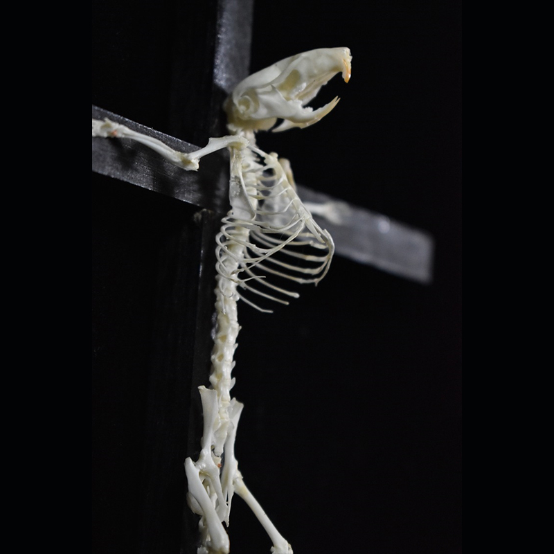 2025 Taxidermy Cruciform Rodent Skeletal Art Gothic Altar Relic Victorian Biology Study Bone Configuration Replica Pilgrim Mouse Ossuary