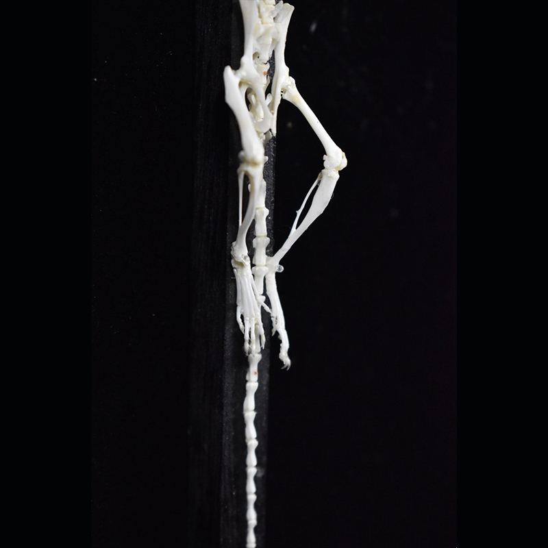 2025 Taxidermy Cruciform Rodent Skeletal Art Gothic Altar Relic Victorian Biology Study Bone Configuration Replica Pilgrim Mouse Ossuary