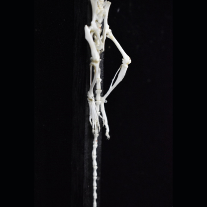 2025 Taxidermy Cruciform Rodent Skeletal Art Gothic Altar Relic Victorian Biology Study Bone Configuration Replica Pilgrim Mouse Ossuary