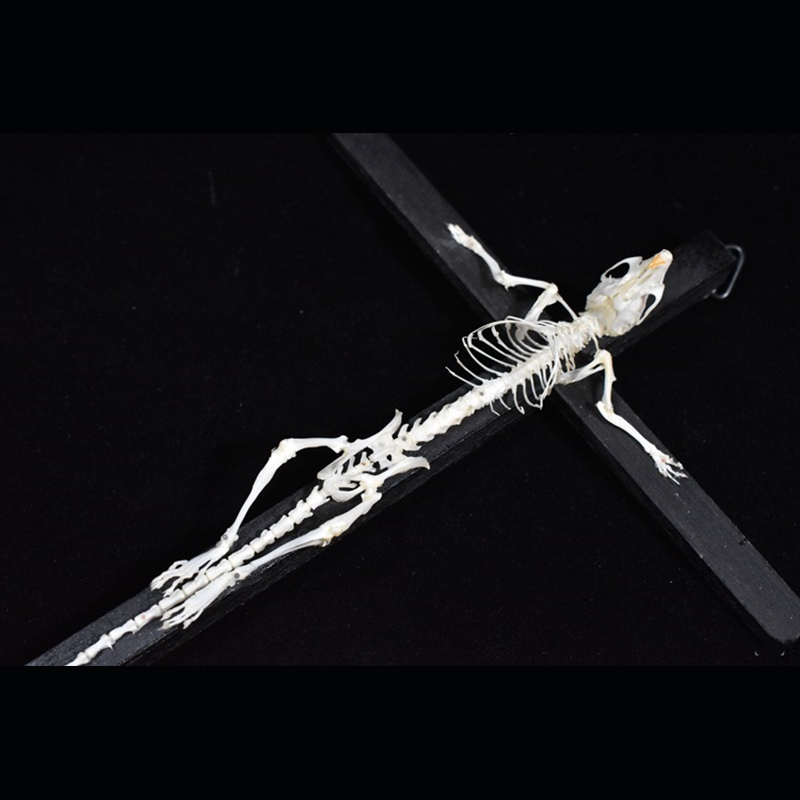 2025 Taxidermy Cruciform Rodent Skeletal Art Gothic Altar Relic Victorian Biology Study Bone Configuration Replica Pilgrim Mouse Ossuary