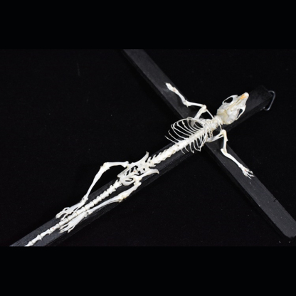 2025 Taxidermy Cruciform Rodent Skeletal Art Gothic Altar Relic Victorian Biology Study Bone Configuration Replica Pilgrim Mouse Ossuary
