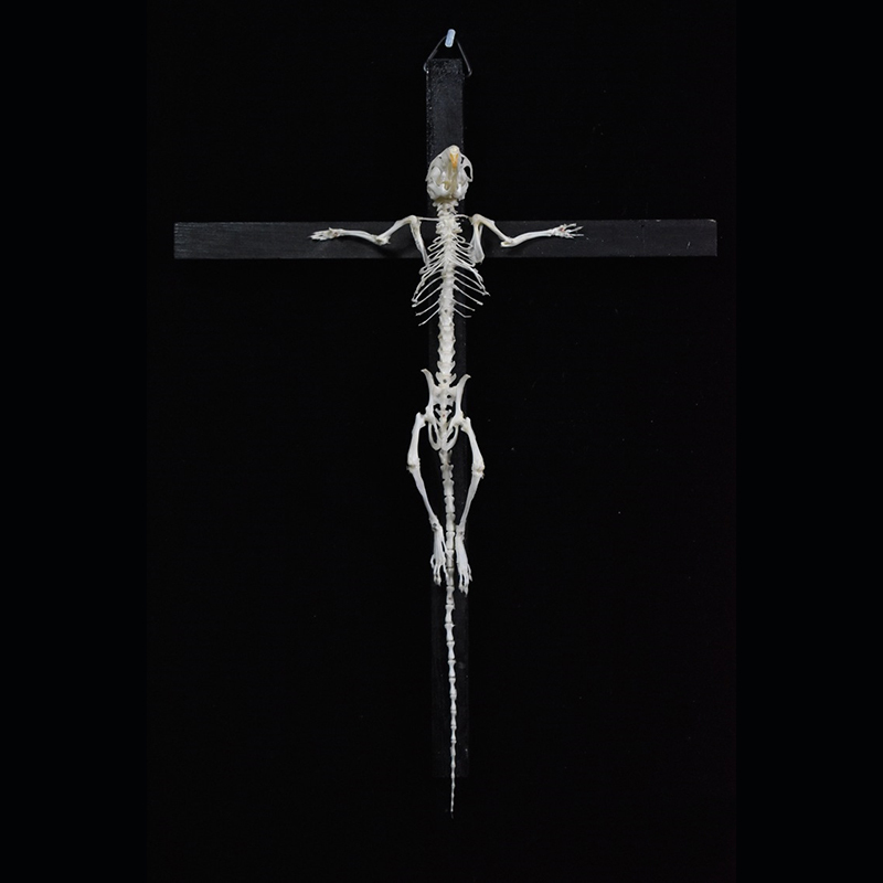2025 Taxidermy Cruciform Rodent Skeletal Art Gothic Altar Relic Victorian Biology Study Bone Configuration Replica Pilgrim Mouse Ossuary