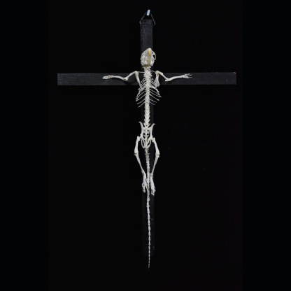 2025 Taxidermy Cruciform Rodent Skeletal Art Gothic Altar Relic Victorian Biology Study Bone Configuration Replica Pilgrim Mouse Ossuary