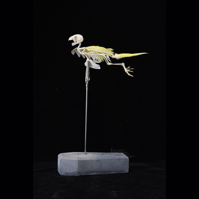 2030 Taxidermy Avian Flight Skeletal Allegory Gothic Reliquary Art Bone Articulation Ornithology Replica Soaring Ossuary Bird Sculpture