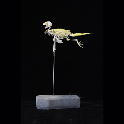 2030 Taxidermy Avian Flight Skeletal Allegory Gothic Reliquary Art Bone Articulation Ornithology Replica Soaring Ossuary Bird Sculpture