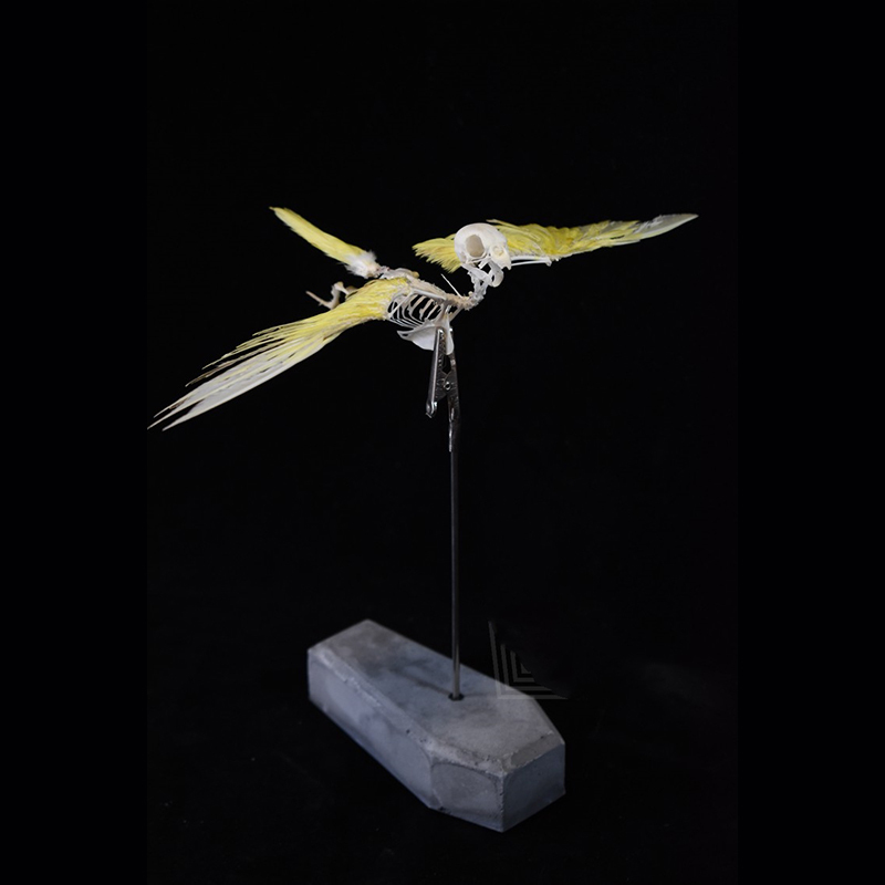 2030 Taxidermy Avian Flight Skeletal Allegory Gothic Reliquary Art Bone Articulation Ornithology Replica Soaring Ossuary Bird Sculpture
