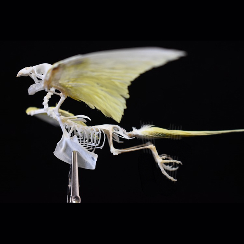 2030 Taxidermy Avian Flight Skeletal Allegory Gothic Reliquary Art Bone Articulation Ornithology Replica Soaring Ossuary Bird Sculpture