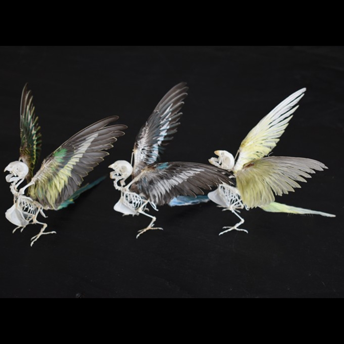 2030 Taxidermy Avian Flight Skeletal Allegory Gothic Reliquary Art Bone Articulation Ornithology Replica Soaring Ossuary Bird Sculpture