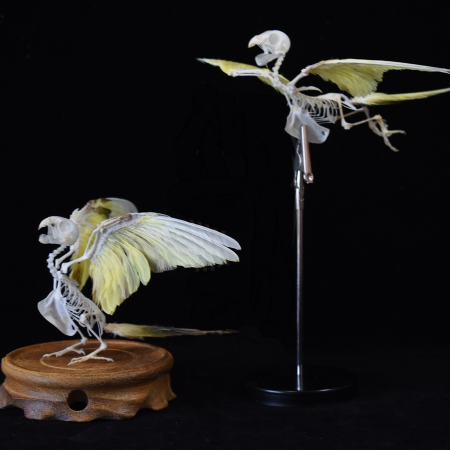 2030 Taxidermy Avian Flight Skeletal Allegory Gothic Reliquary Art Bone Articulation Ornithology Replica Soaring Ossuary Bird Sculpture