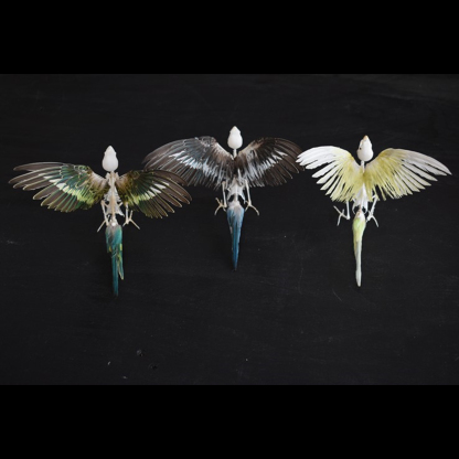 2030 Taxidermy Avian Flight Skeletal Allegory Gothic Reliquary Art Bone Articulation Ornithology Replica Soaring Ossuary Bird Sculpture