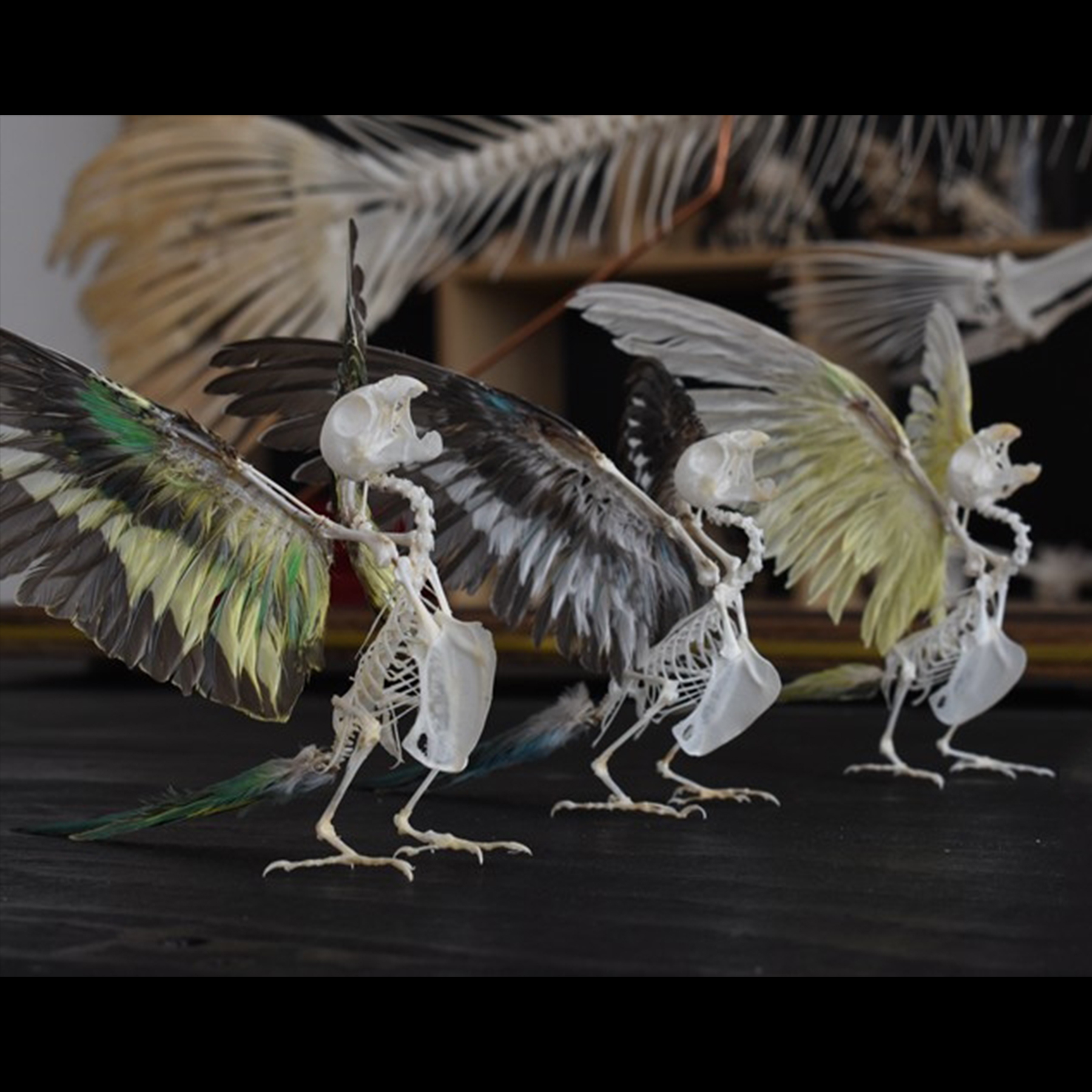 2030 Taxidermy Avian Flight Skeletal Allegory Gothic Reliquary Art Bone Articulation Ornithology Replica Soaring Ossuary Bird Sculpture