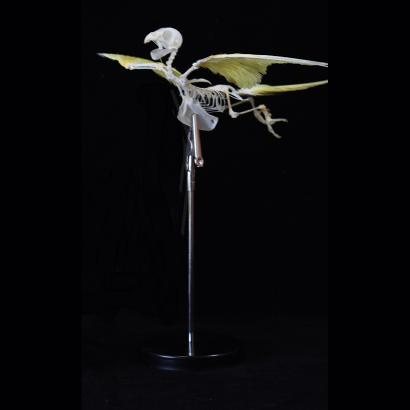 2030 Taxidermy Avian Flight Skeletal Allegory Gothic Reliquary Art Bone Articulation Ornithology Replica Soaring Ossuary Bird Sculpture