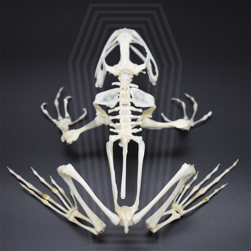 2024 Taxidermy Anuran Skeletal Articulation Amphibian Biology Study Gothic Cabinet Curio Bone Configuration Artisan Replica Bullfrog