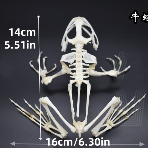 2024 Taxidermy Anuran Skeletal Articulation Amphibian Biology Study Gothic Cabinet Curio Bone Configuration Artisan Replica Bullfrog