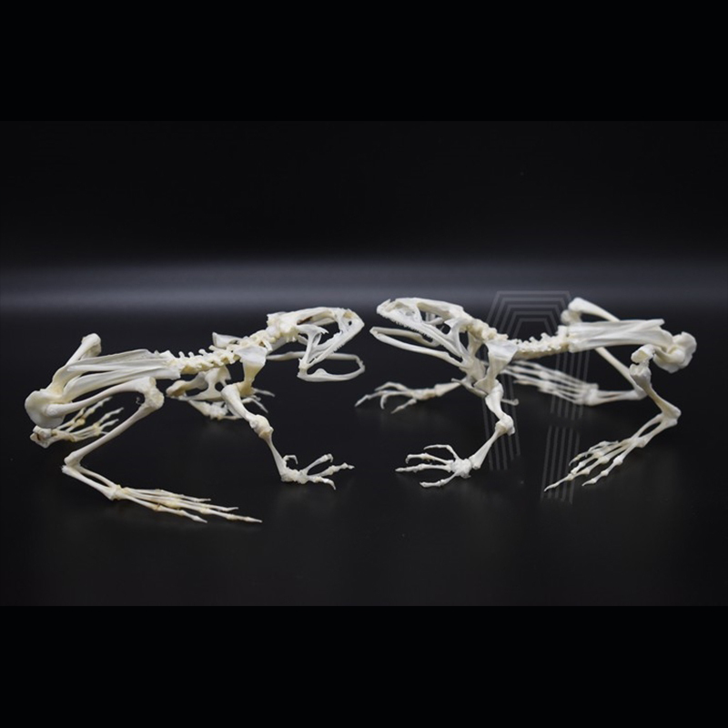 2024 Taxidermy Anuran Skeletal Articulation Amphibian Biology Study Gothic Cabinet Curio Bone Configuration Artisan Replica Bullfrog