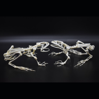 2024 Taxidermy Anuran Skeletal Articulation Amphibian Biology Study Gothic Cabinet Curio Bone Configuration Artisan Replica Bullfrog