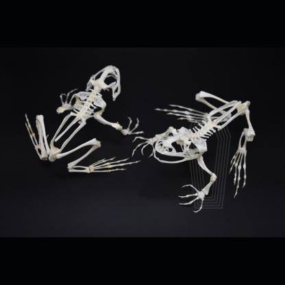 2024 Taxidermy Anuran Skeletal Articulation Amphibian Biology Study Gothic Cabinet Curio Bone Configuration Artisan Replica Bullfrog