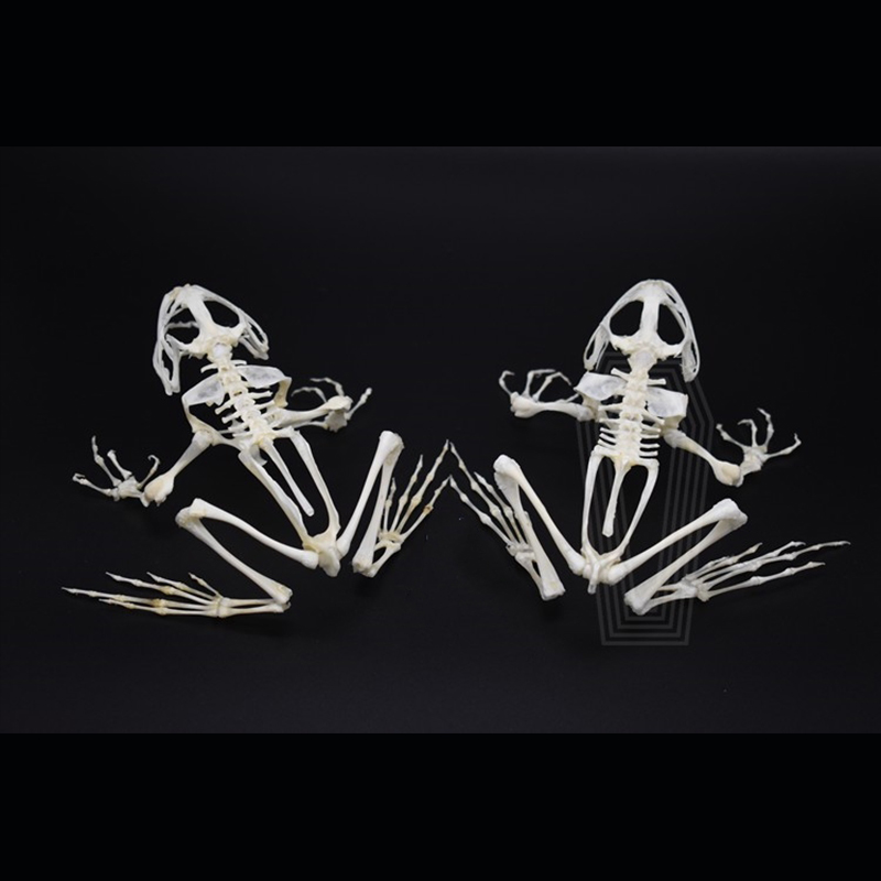 2024 Taxidermy Anuran Skeletal Articulation Amphibian Biology Study Gothic Cabinet Curio Bone Configuration Artisan Replica Bullfrog