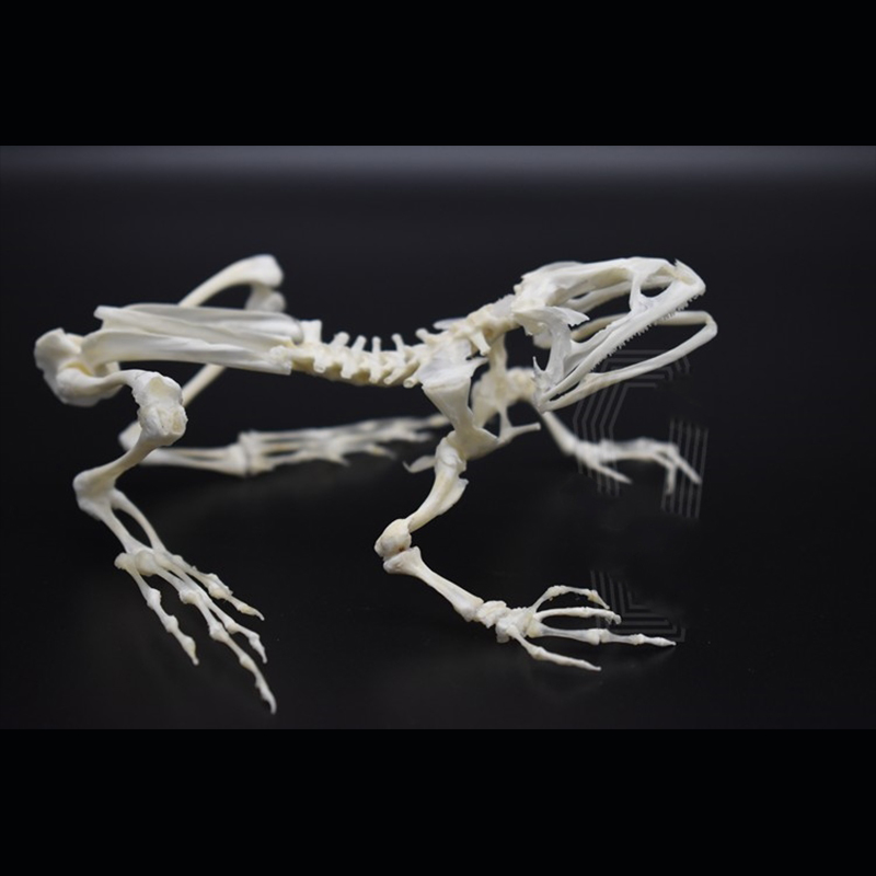 2024 Taxidermy Anuran Skeletal Articulation Amphibian Biology Study Gothic Cabinet Curio Bone Configuration Artisan Replica Bullfrog