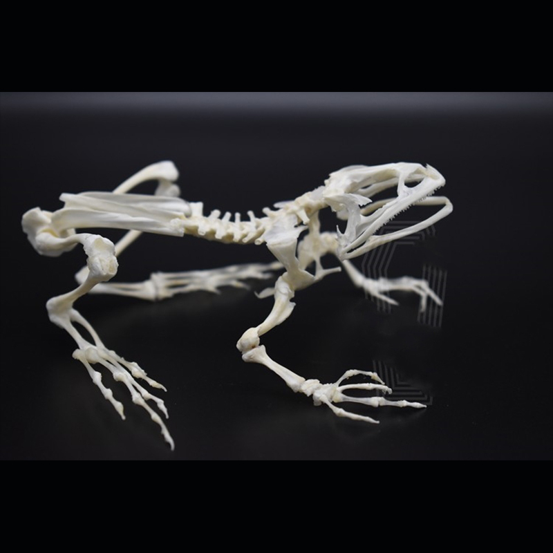 2024 Taxidermy Anuran Skeletal Articulation Amphibian Biology Study Gothic Cabinet Curio Bone Configuration Artisan Replica Bullfrog