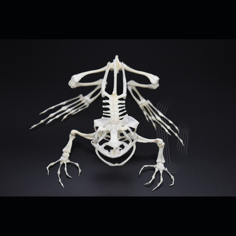 2024 Taxidermy Anuran Skeletal Articulation Amphibian Biology Study Gothic Cabinet Curio Bone Configuration Artisan Replica Bullfrog
