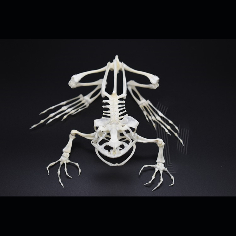 2024 Taxidermy Anuran Skeletal Articulation Amphibian Biology Study Gothic Cabinet Curio Bone Configuration Artisan Replica Bullfrog