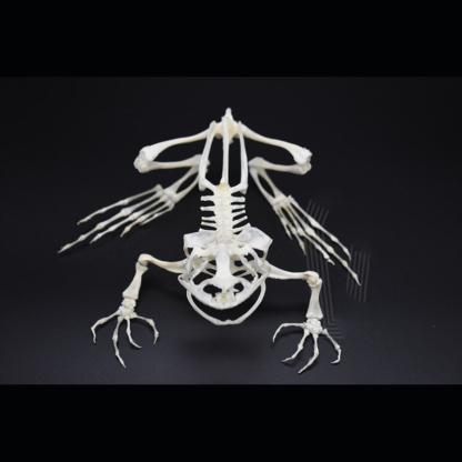 2024 Taxidermy Anuran Skeletal Articulation Amphibian Biology Study Gothic Cabinet Curio Bone Configuration Artisan Replica Bullfrog