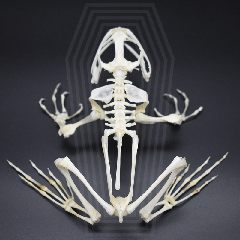 2024 Taxidermy Anuran Skeletal Articulation Amphibian Biology Study Gothic Cabinet Curio Bone Configuration Artisan Replica Bullfrog