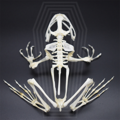 2024 Taxidermy Anuran Skeletal Articulation Amphibian Biology Study Gothic Cabinet Curio Bone Configuration Artisan Replica Bullfrog