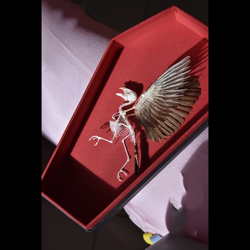 2009 Taxidermy Miniature Coffin Bird Skeleton Gothic Altar Decor Memento Mori Curio Cabinet Mystical Relic Artisan Crafted Display