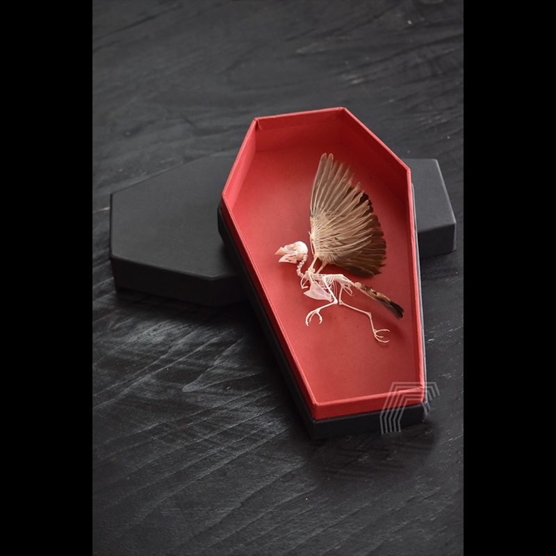 2009 Taxidermy Miniature Coffin Bird Skeleton Gothic Altar Decor Memento Mori Curio Cabinet Mystical Relic Artisan Crafted Display