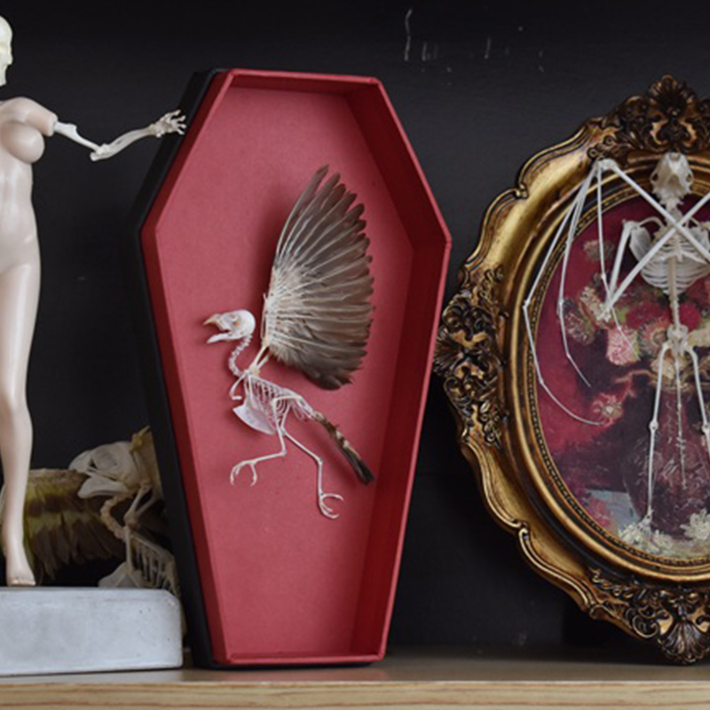 2009 Taxidermy Miniature Coffin Bird Skeleton Gothic Altar Decor Memento Mori Curio Cabinet Mystical Relic Artisan Crafted Display