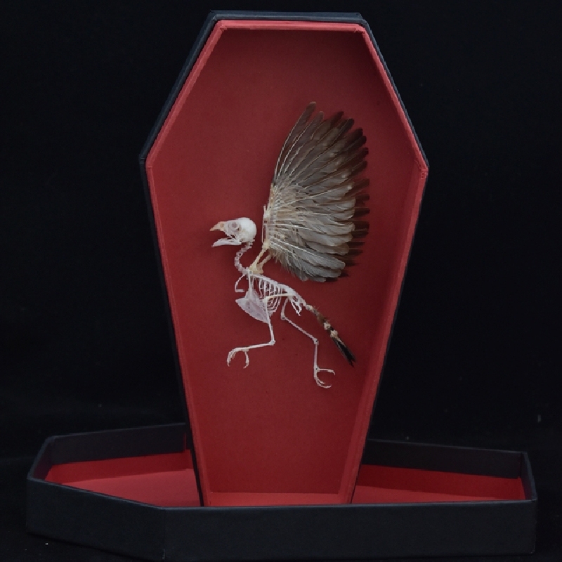 2009 Taxidermy Miniature Coffin Bird Skeleton Gothic Altar Decor Memento Mori Curio Cabinet Mystical Relic Artisan Crafted Display