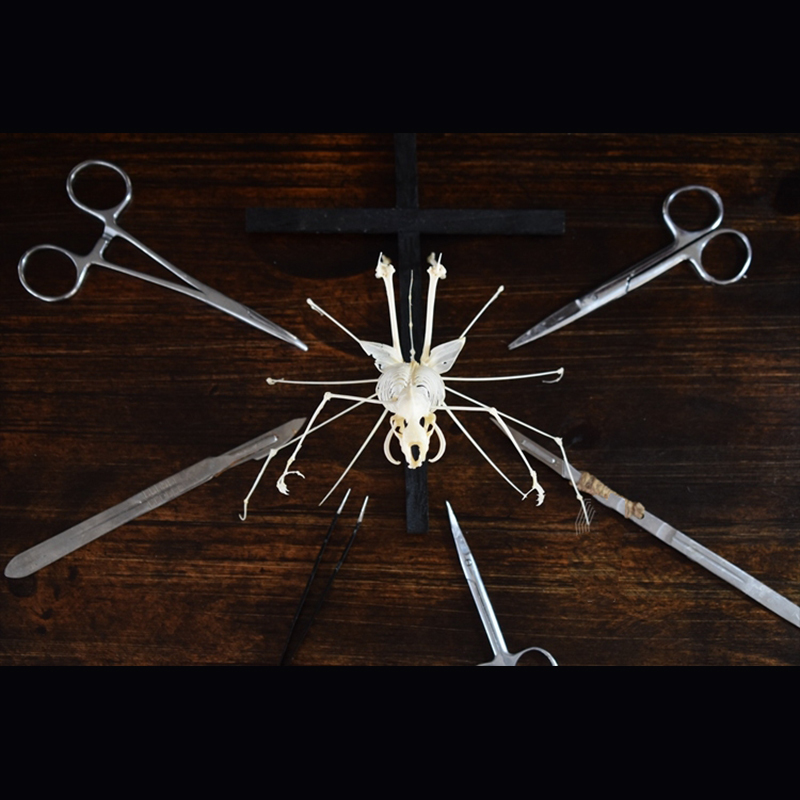 2023 Taxidermy Arachnid Ossuary Artifact Gothic Entomology Study Articulated Bone Assemblage Artisan Replica Mythical Spider Bone