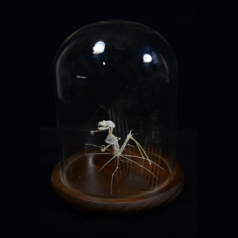 2023 Taxidermy Arachnid Ossuary Artifact Gothic Entomology Study Articulated Bone Assemblage Artisan Replica Mythical Spider Bone